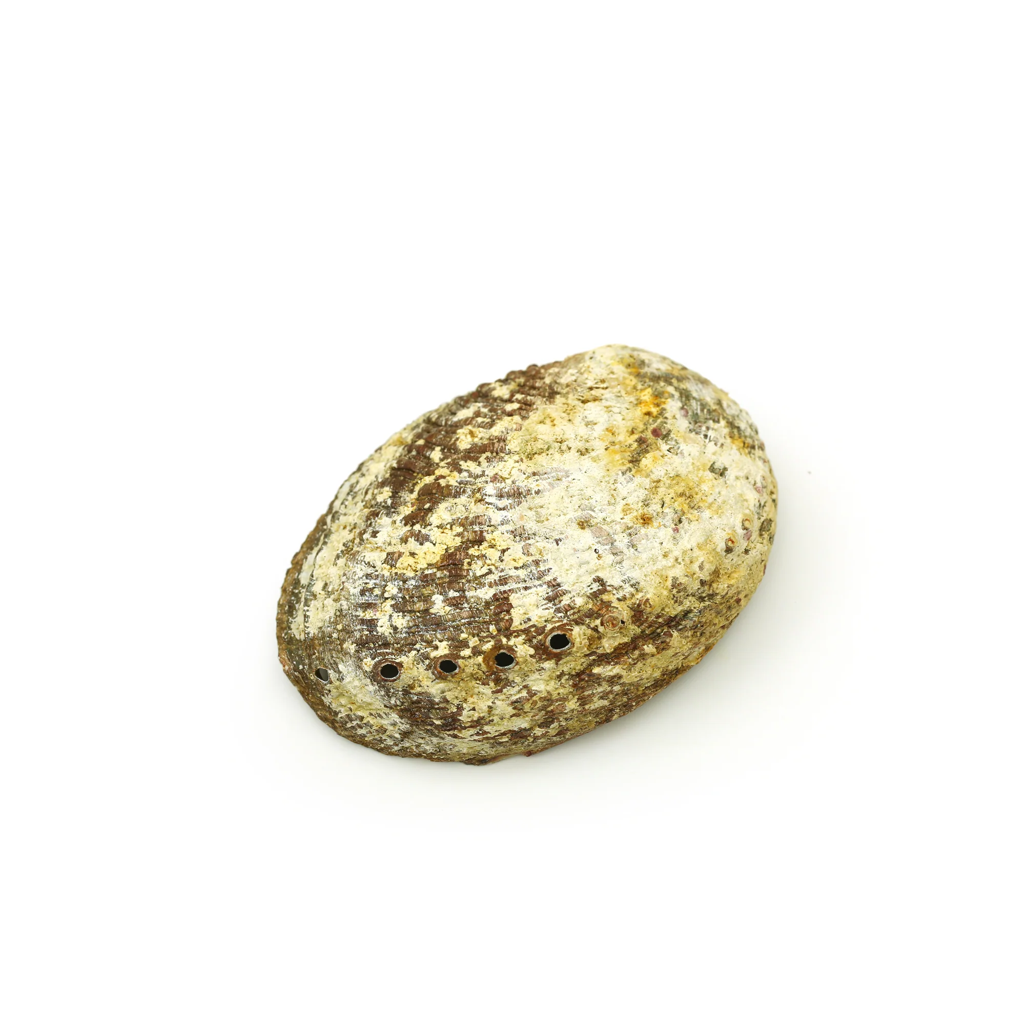 Burner - Abalone Shell - Medium 3.75"-5" - Image 3