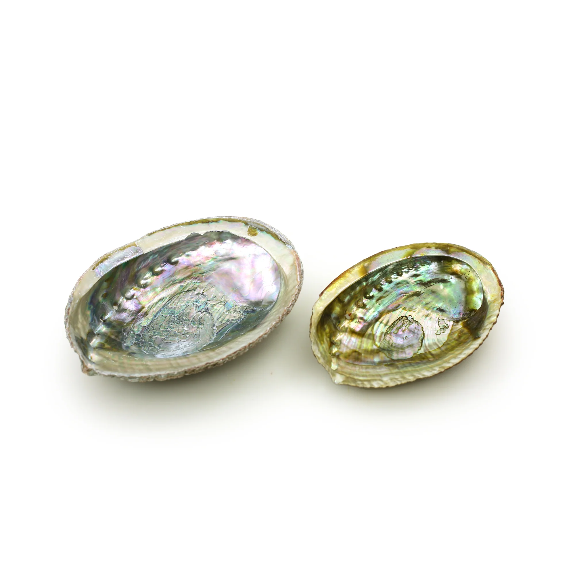 Burner - Abalone Shell - Medium 3.75"-5" - Image 4